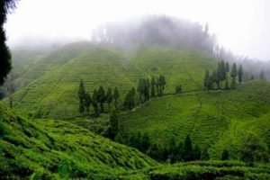 Goodricke Group Limited’s Darjeeling Gardens Achieve Remarkable Carbon Sequestration Milestone