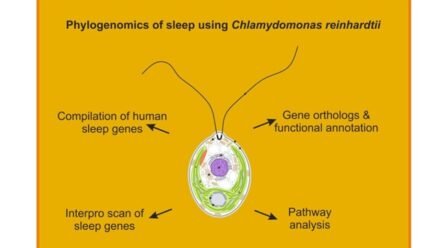 Groundbreaking Study Reveals Evolutionary Origins of Sleep in Single-Celled Algae