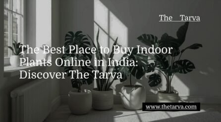 The Best Place to Buy Indoor Plants Online in India: Discover The Tarva